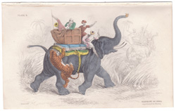 Elephant of India